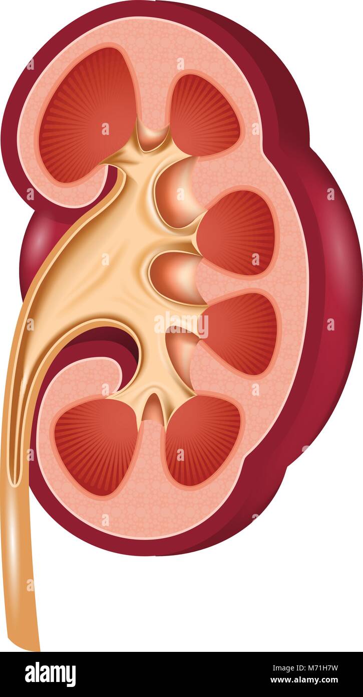 Coupe anatomique du rein - organe humain dans la section Illustration de Vecteur