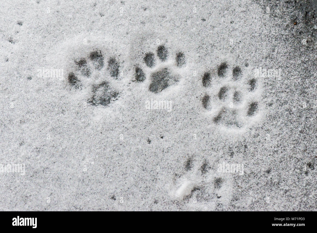 Empreintes De Pattes De Chat Dans La Neige Photo Stock Alamy Empreintes De Pattes De Chat Dans La Neige Photo Stock Alamy