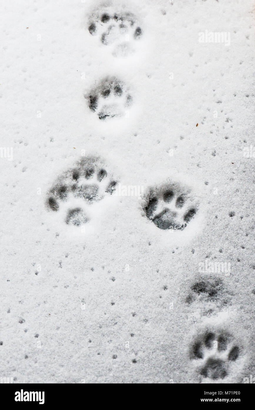 Empreintes De Pattes De Chat Dans La Neige Photo Stock Alamy Empreintes De Pattes De Chat Dans La Neige Photo Stock Alamy