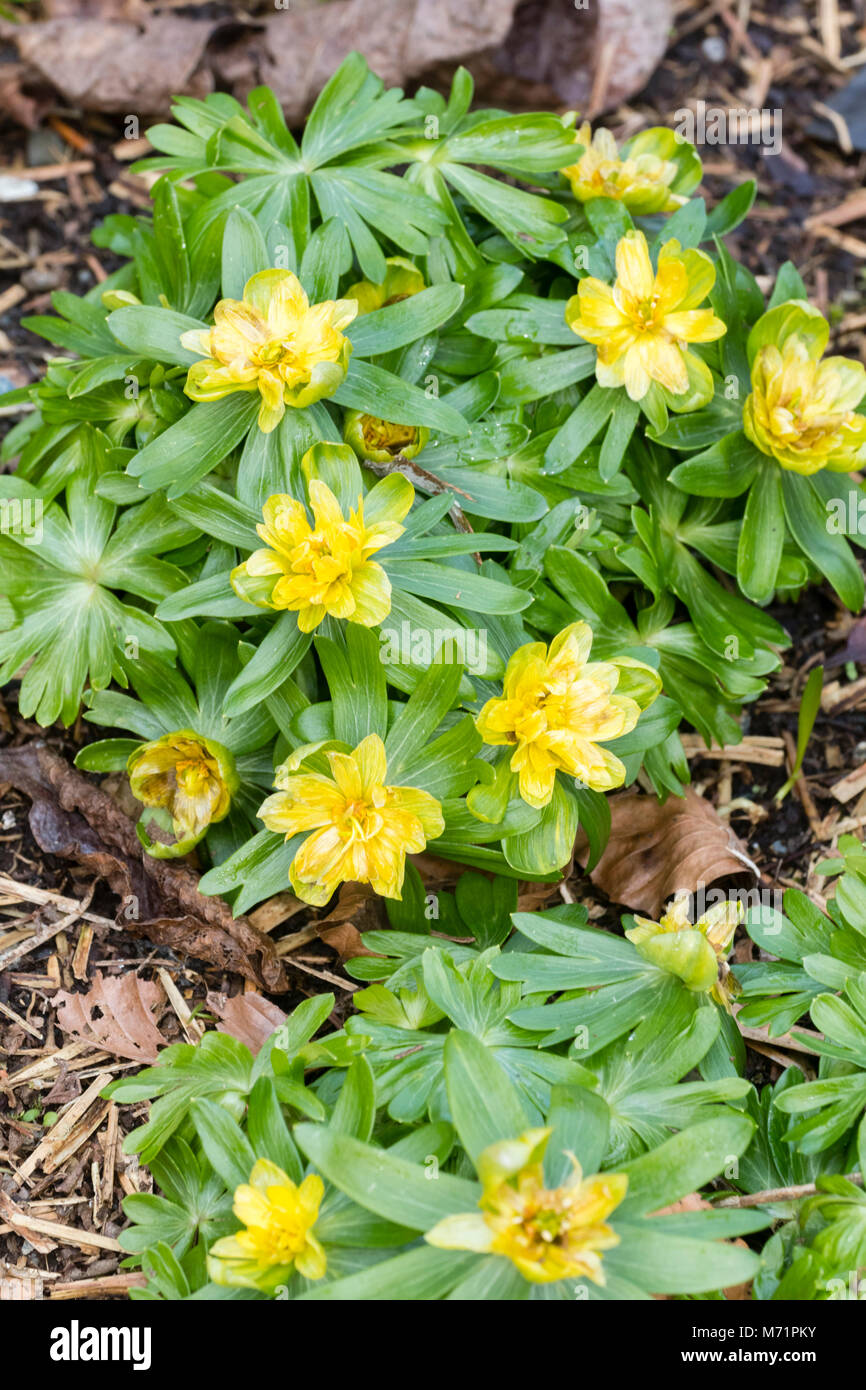 Semi sans nom double forme de l'aconit d'hiver, Eranthis hyemalis, la floraison à la fin de l'hiver Banque D'Images