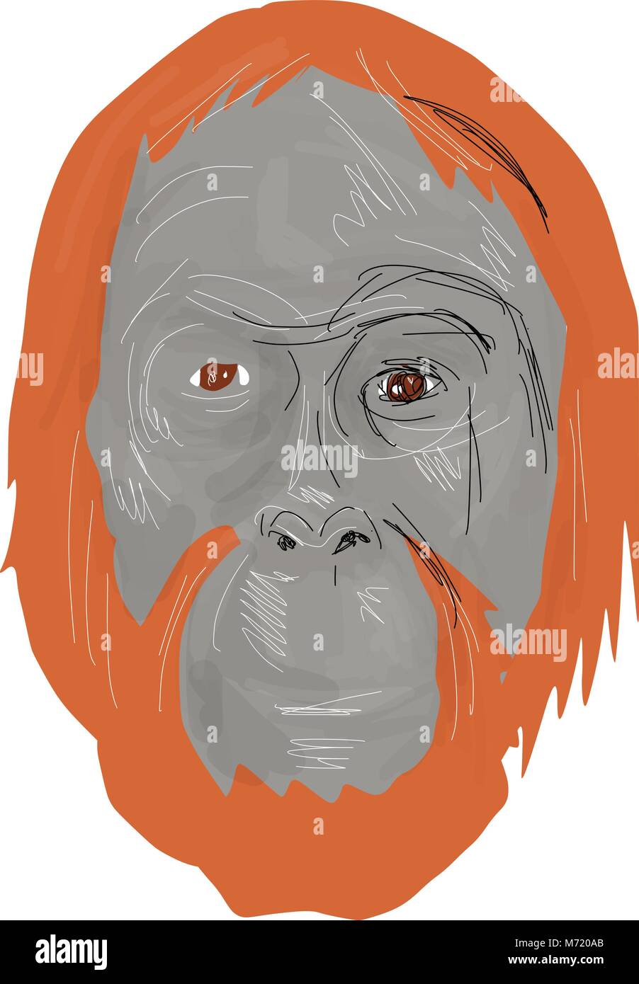 Croquis dessin illustration style de tête d'un homme unflanged l'orang-outan, une espèce existante de grands singes originaire d'Indonésie et Malaisie isolées sur des Illustration de Vecteur