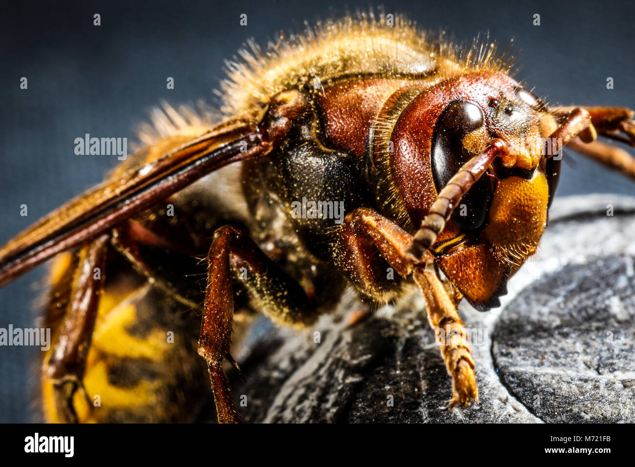 Hornet Macro Banque D'Images