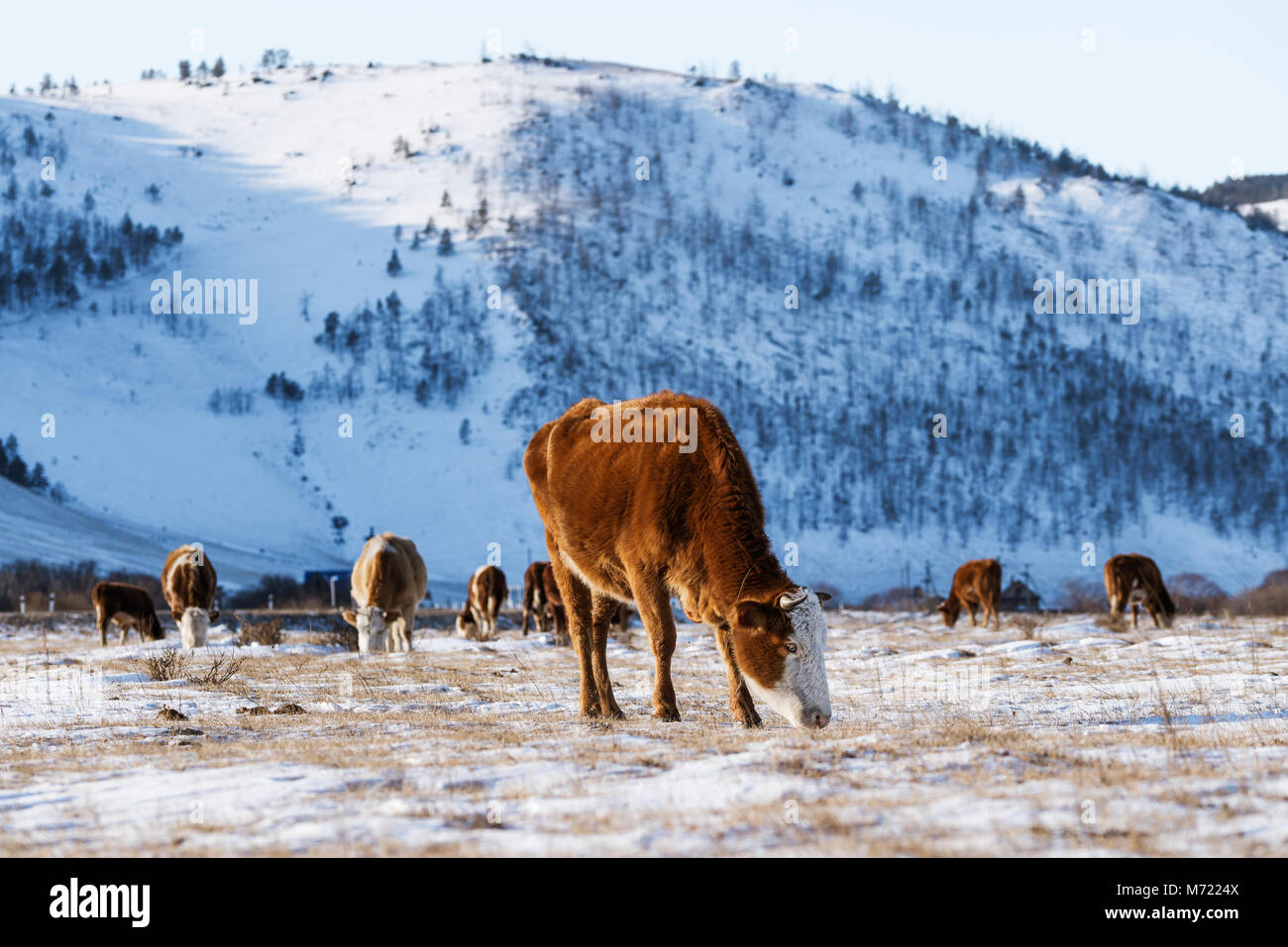 Groupe de vaches mangent de l'herbe en hiver, la neige fond vallée Banque D'Images