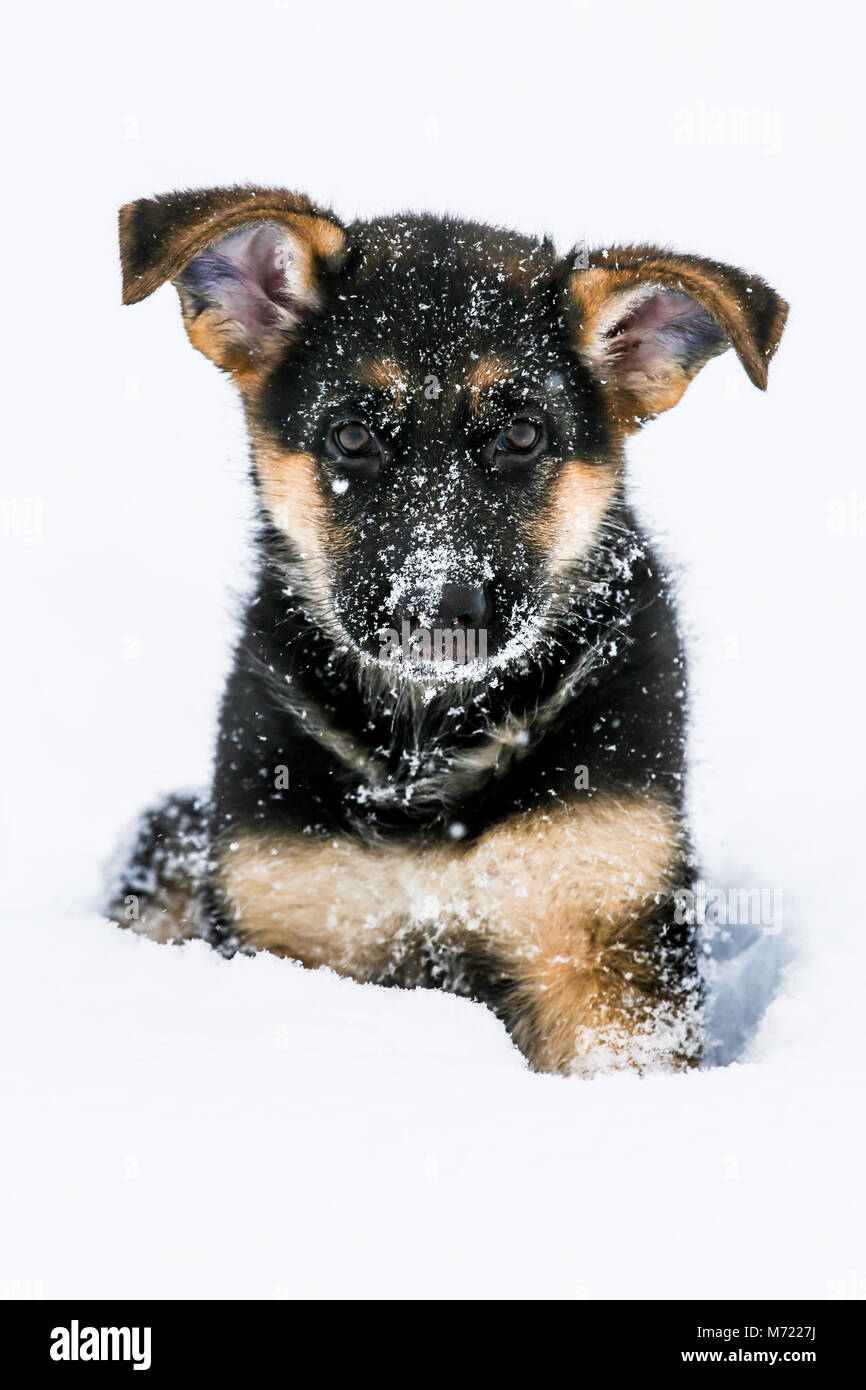 Chiot berger allemand sitting in snow Banque D'Images