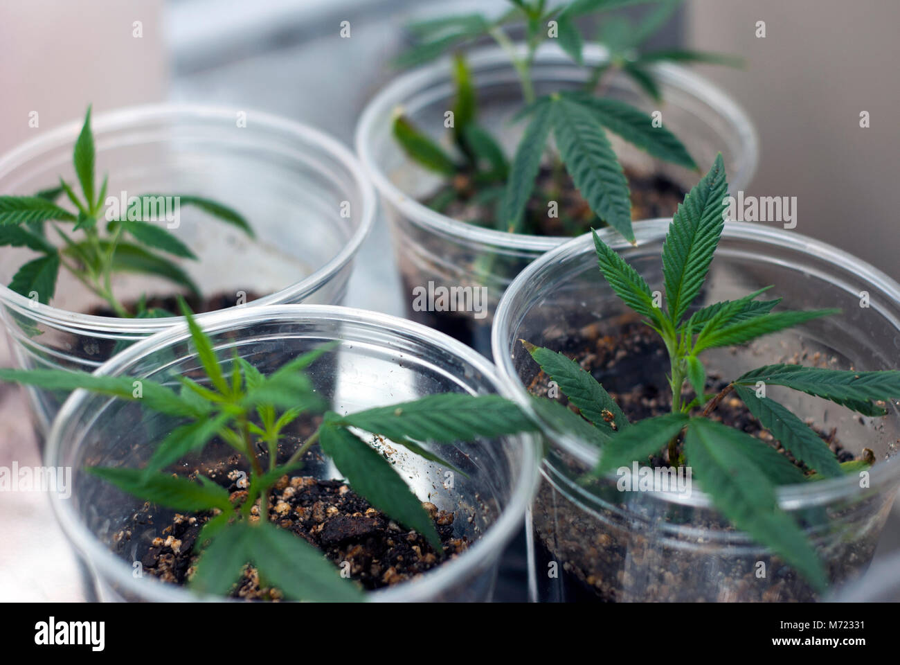 La Marijuana Cannabis Indica Clones A Partir De Boutures En Tenant