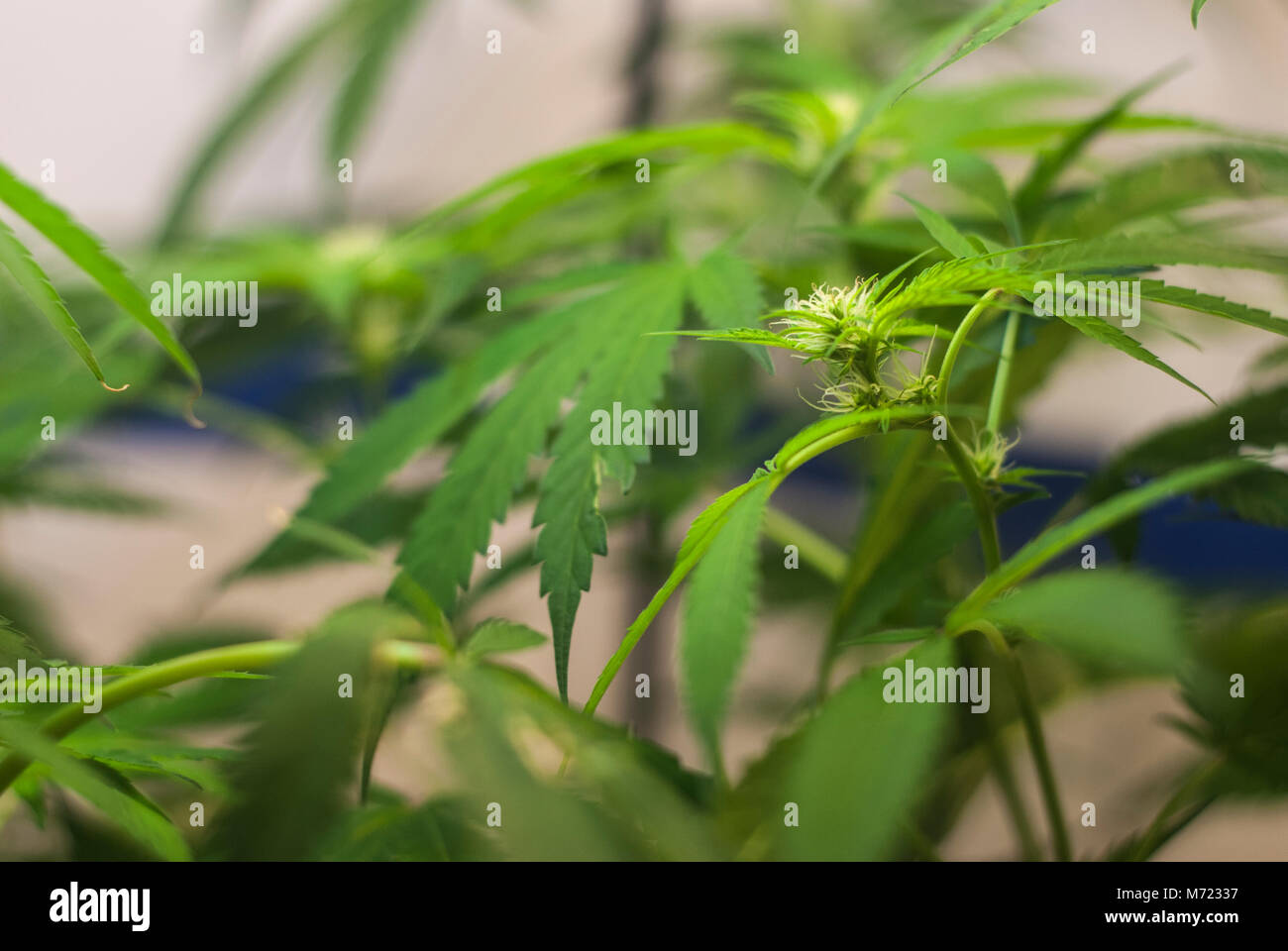 Cannabis sativa indica floraison plante hybride de la marijuana pousse son premier pistils blancs dans la première partie de l'étape de fleurs dans une culture en intérieure. Banque D'Images
