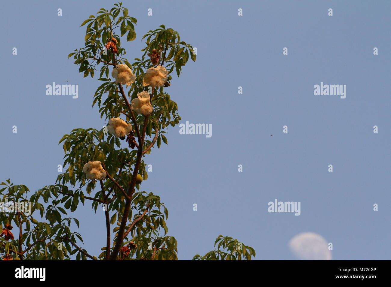 Fleurs de baobab et la lune Banque D'Images