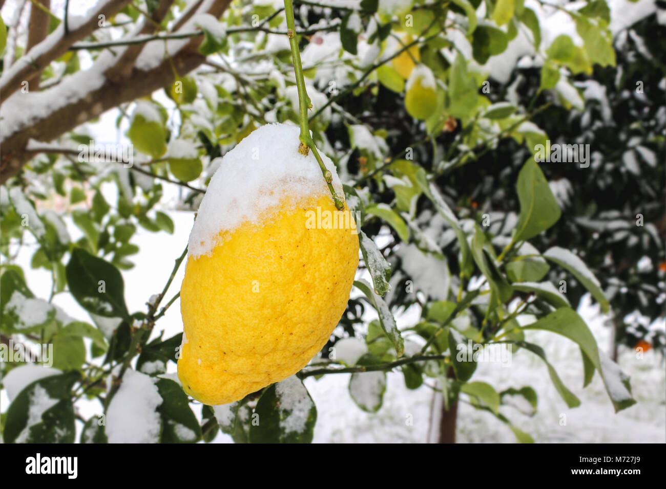 Le citron dans la Neige on tree Banque D'Images
