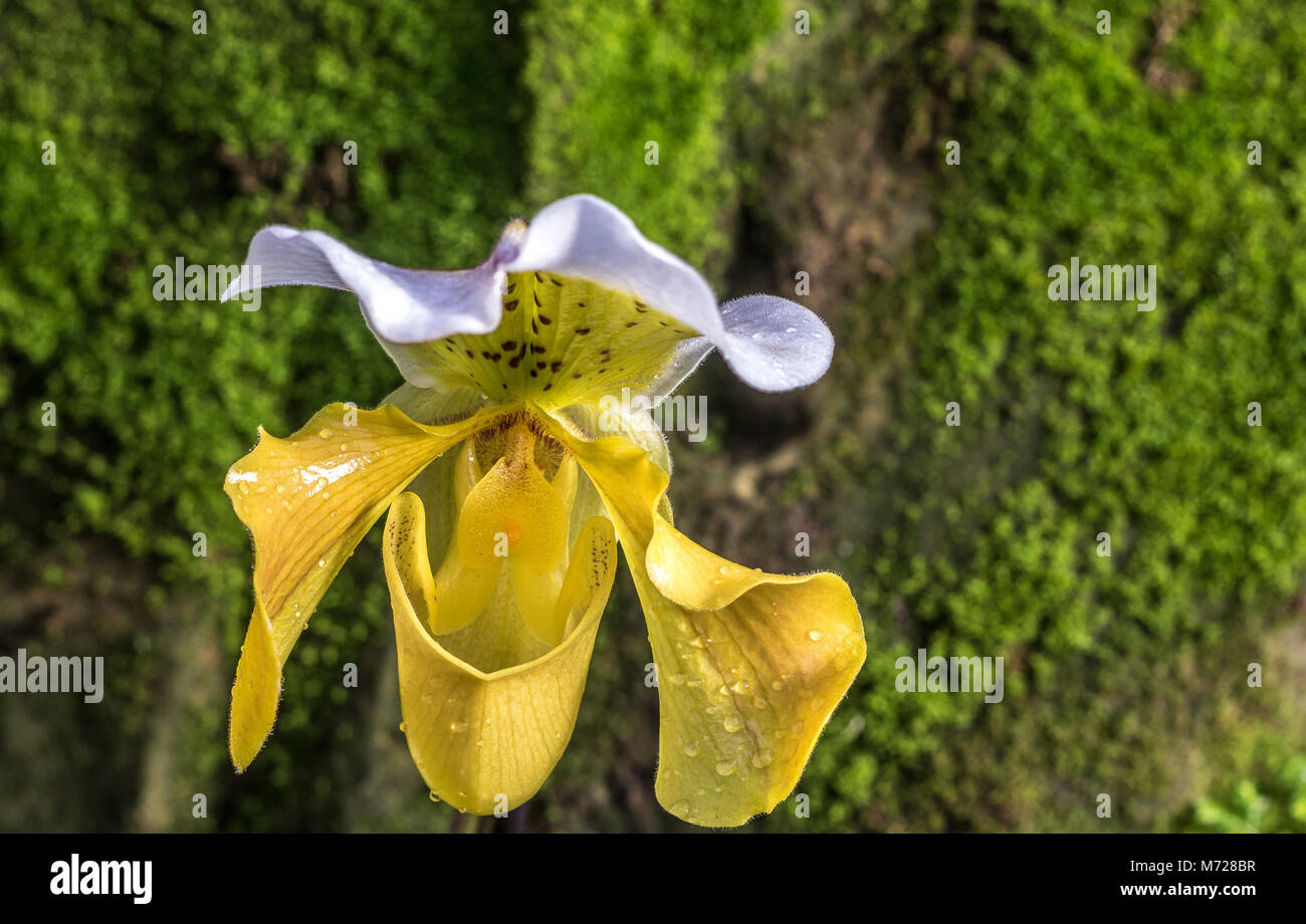 Paphiopedilum gratrixianum ou slipper Orchid est une espèce d'amphibien de la famille a trouvé du Laos au Vietnam Banque D'Images