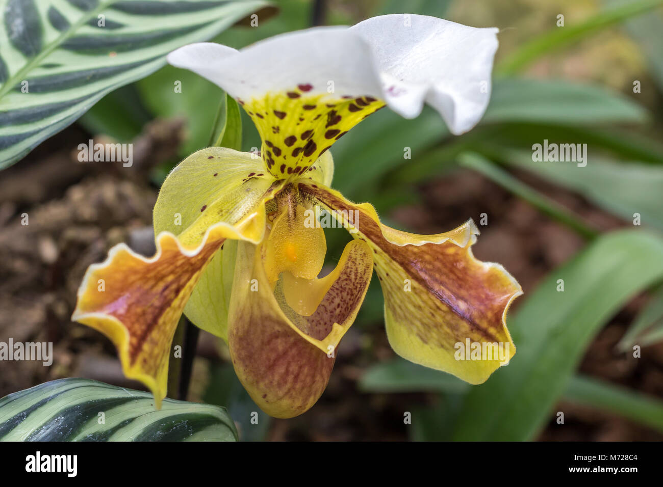 Paphiopedilum gratrixianum ou slipper Orchid est une espèce d'amphibien de la famille a trouvé du Laos au Vietnam Banque D'Images