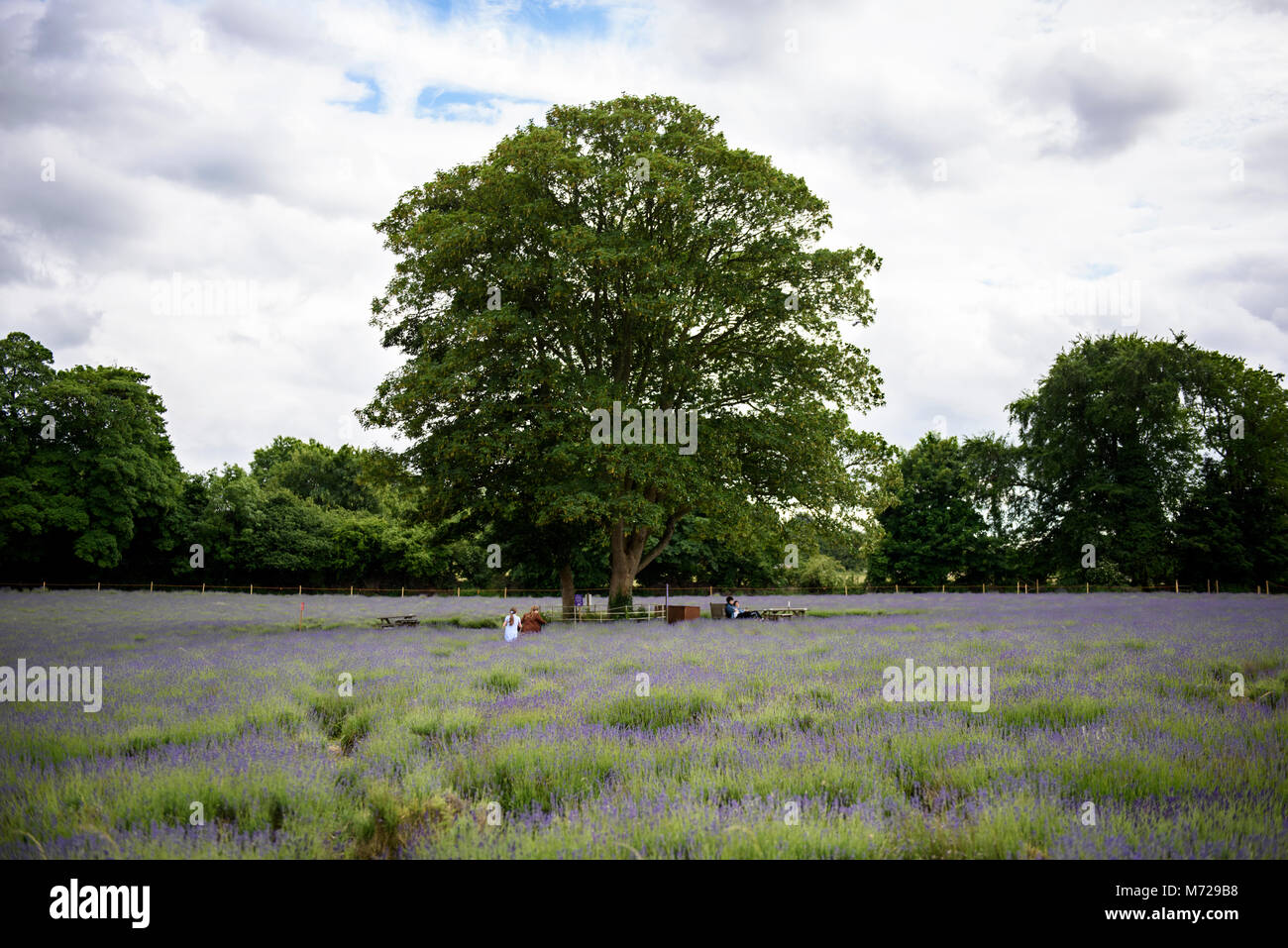 Arbre à la ferme de lavande de Mayfield and Banstead, Surrey, Angleterre, Royaume-Uni. Banque D'Images