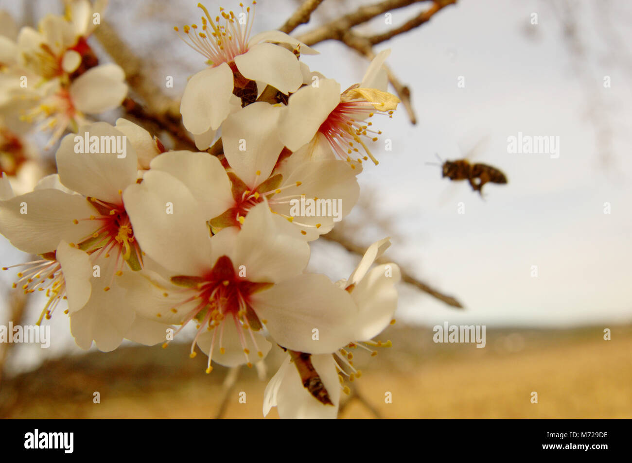 Fleur d'Amande attire les abeilles comme l'une des premières fleurs du printemps. Banque D'Images