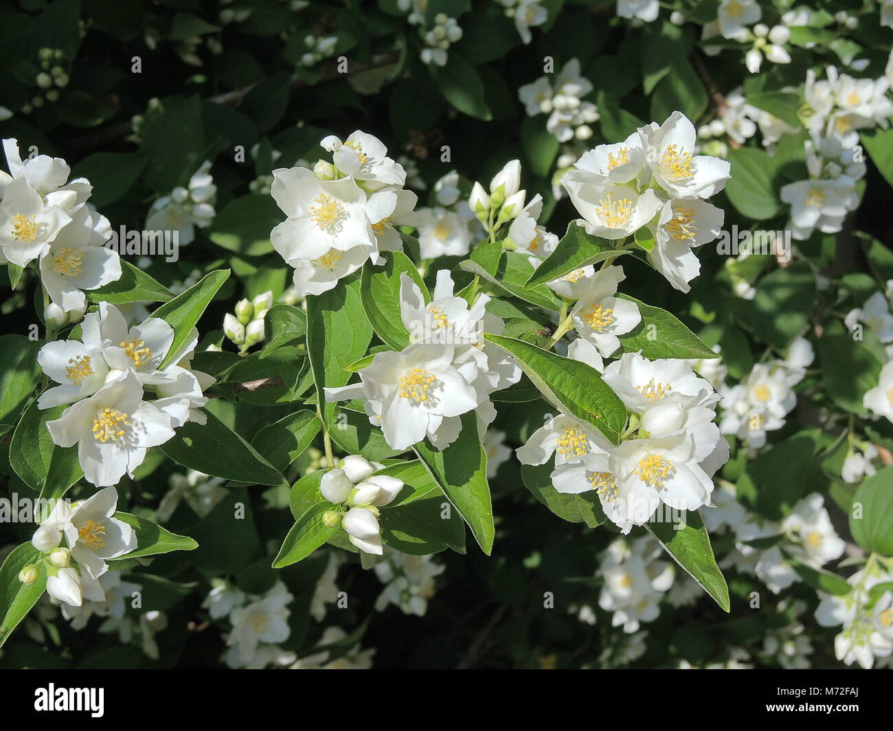 Jasmine 4 Banque D'Images