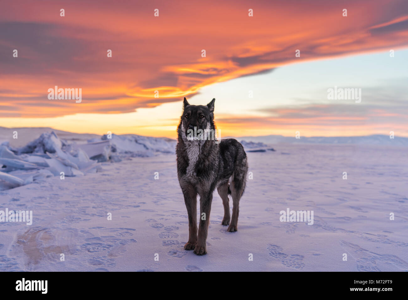 Wolf debout sur la neige dans le coucher du soleil au lac Baïkal gelé en Russie Banque D'Images