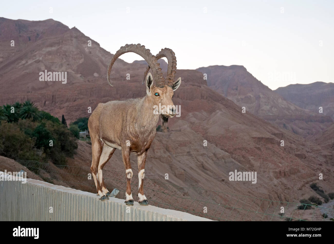 Ibex sur mur dans Ein Gedi , Israël Banque D'Images