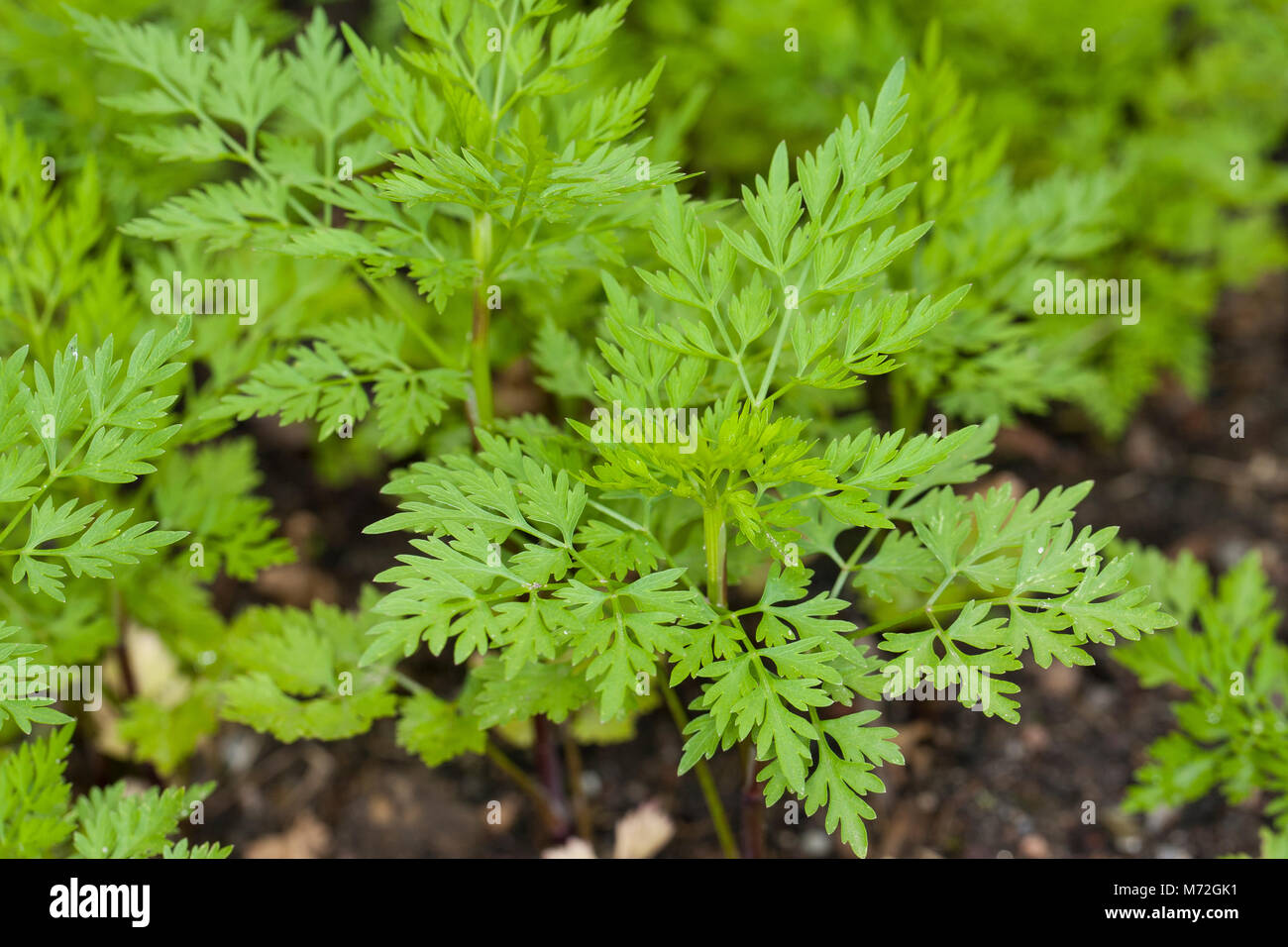 Hundspetersilie Hunds-Petersilie, Blatt, Blätter, vor der Blüte, Aethusa cynapium, Fool's persil, fool's cicely, persil, poison poison chien Banque D'Images