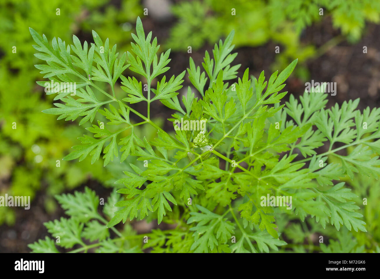 Hundspetersilie Hunds-Petersilie, Blatt, Blätter, vor der Blüte, Aethusa cynapium, Fool's persil, fool's cicely, persil, poison poison chien Banque D'Images