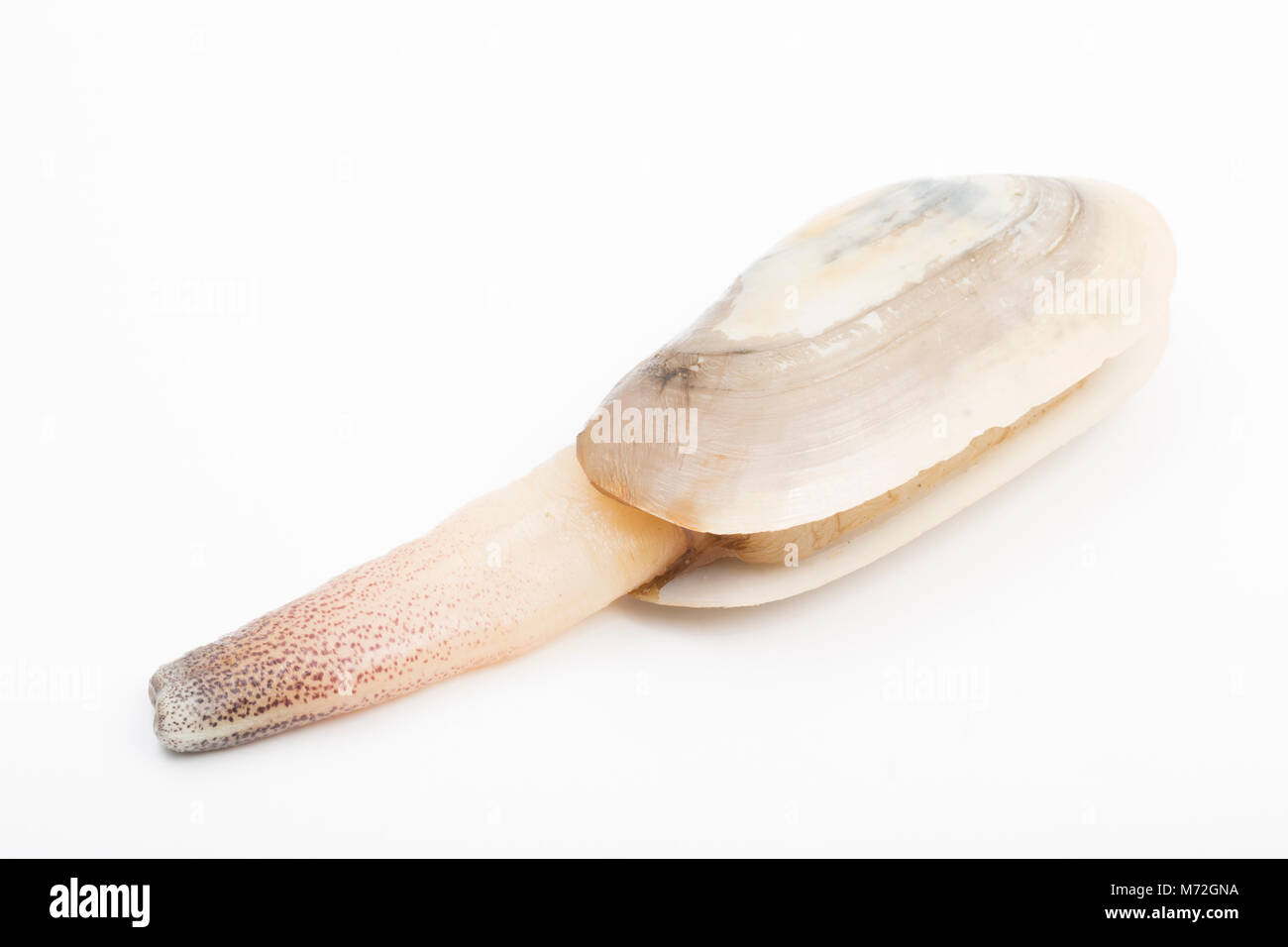 Une loutre commune-Lutraria lutraria clam- échoués après gel pendant une tempête Emma à Studland, Dorset UK montrant son siphon Banque D'Images