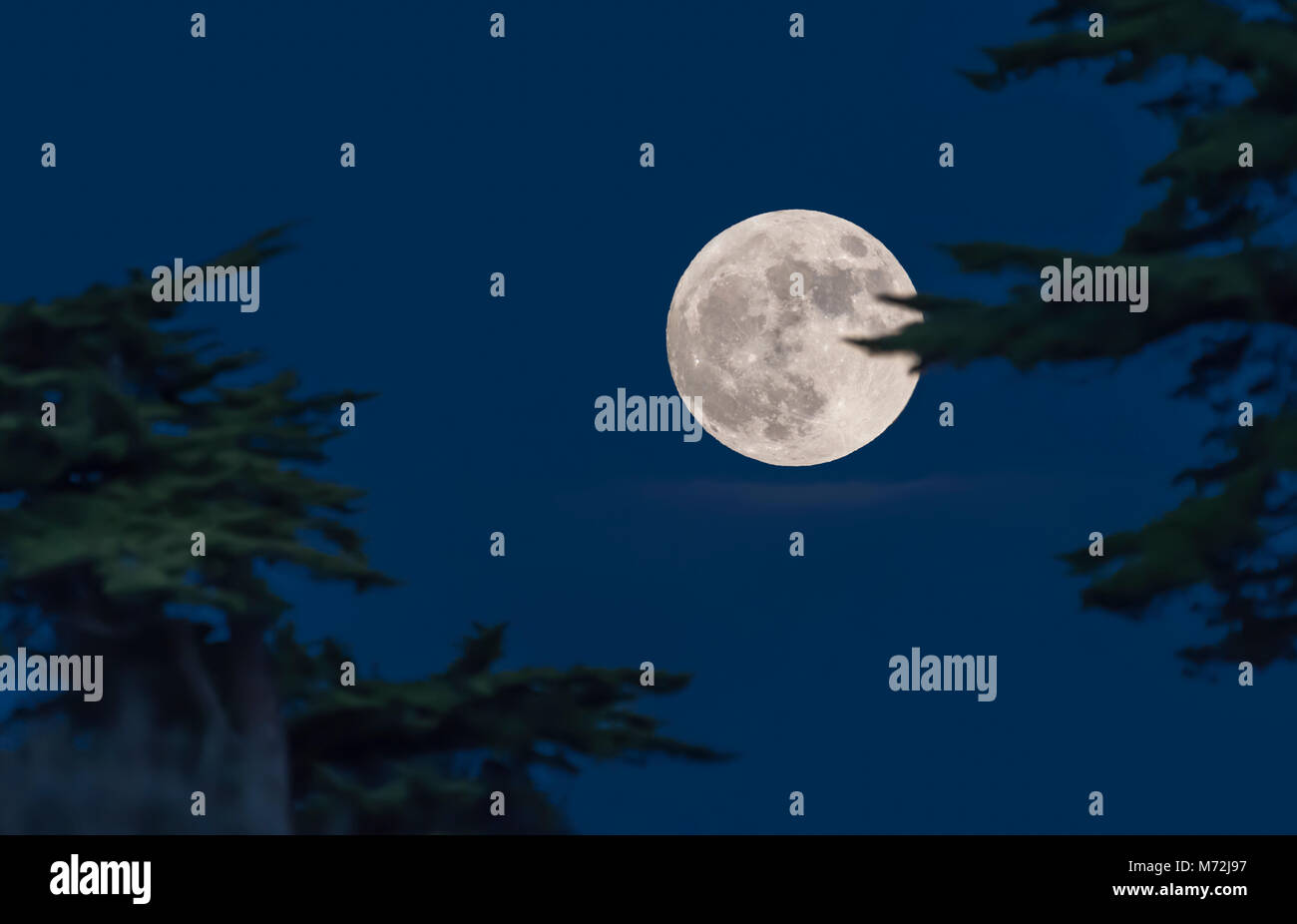 Supermoon à travers des arbres au 1er janvier 2018 pris dans le sud de l'Angleterre, Royaume-Uni. Soir de pleine lune en hiver. Banque D'Images