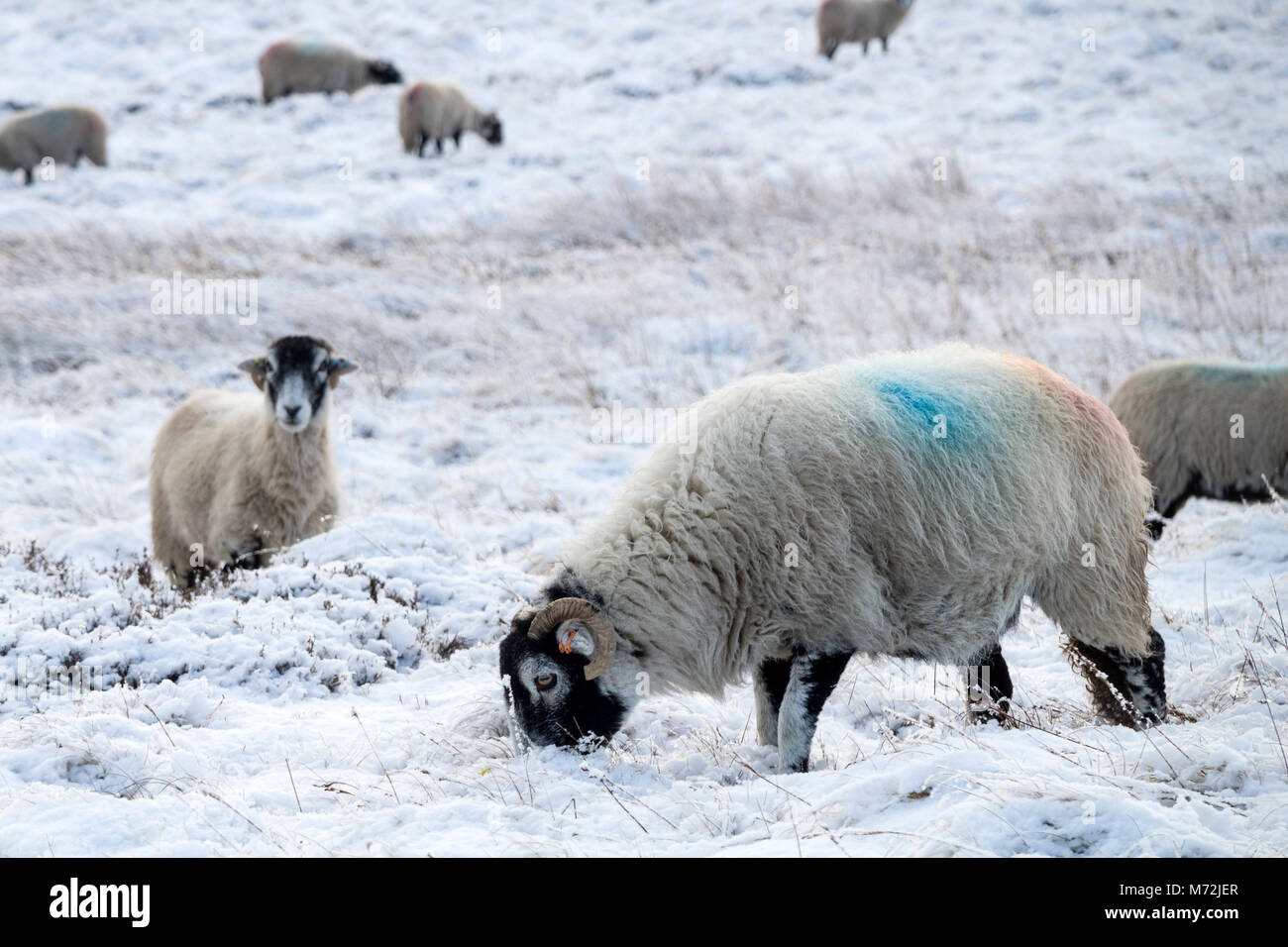 Swaledale nourriture des moutons sur une lande couverte de neige dans le Lake District, UK Banque D'Images