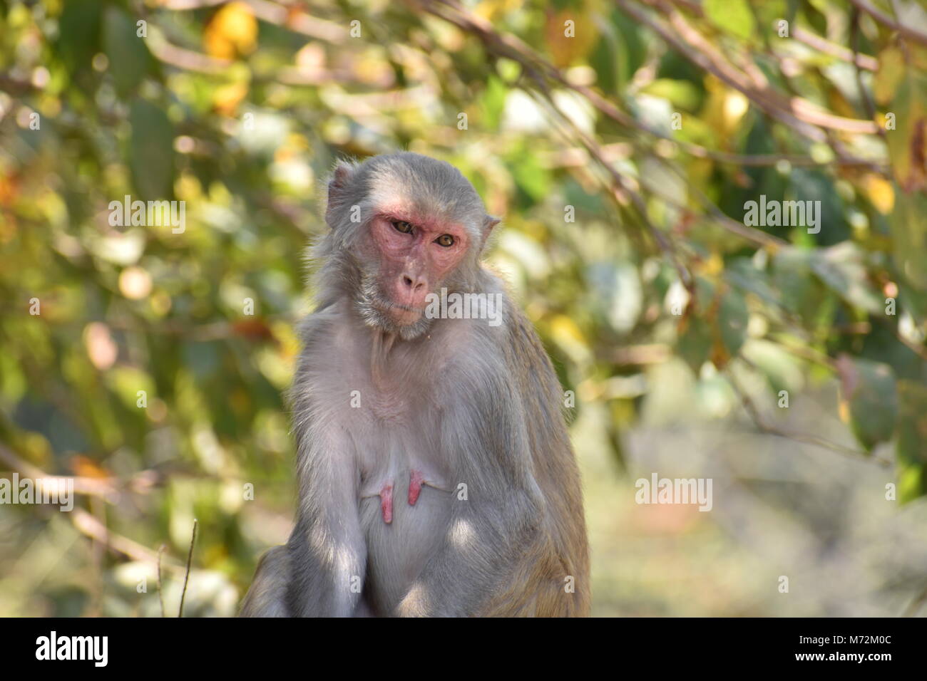 Une femelle Singe assis sous un arbre sur la grosse pierre avec humeur cool à la génial. Banque D'Images