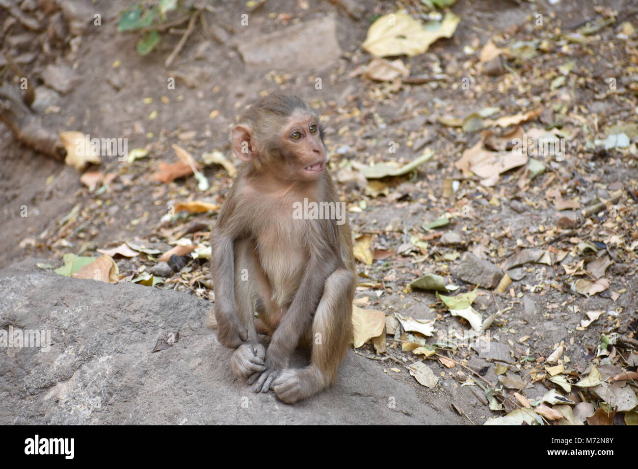 Magnifique photo de petit enfant singe assis sur une pierre et me tenir occupé lui-même par la pratique de l'activité petit comme manger certains aliments, voir autour de lui. Banque D'Images
