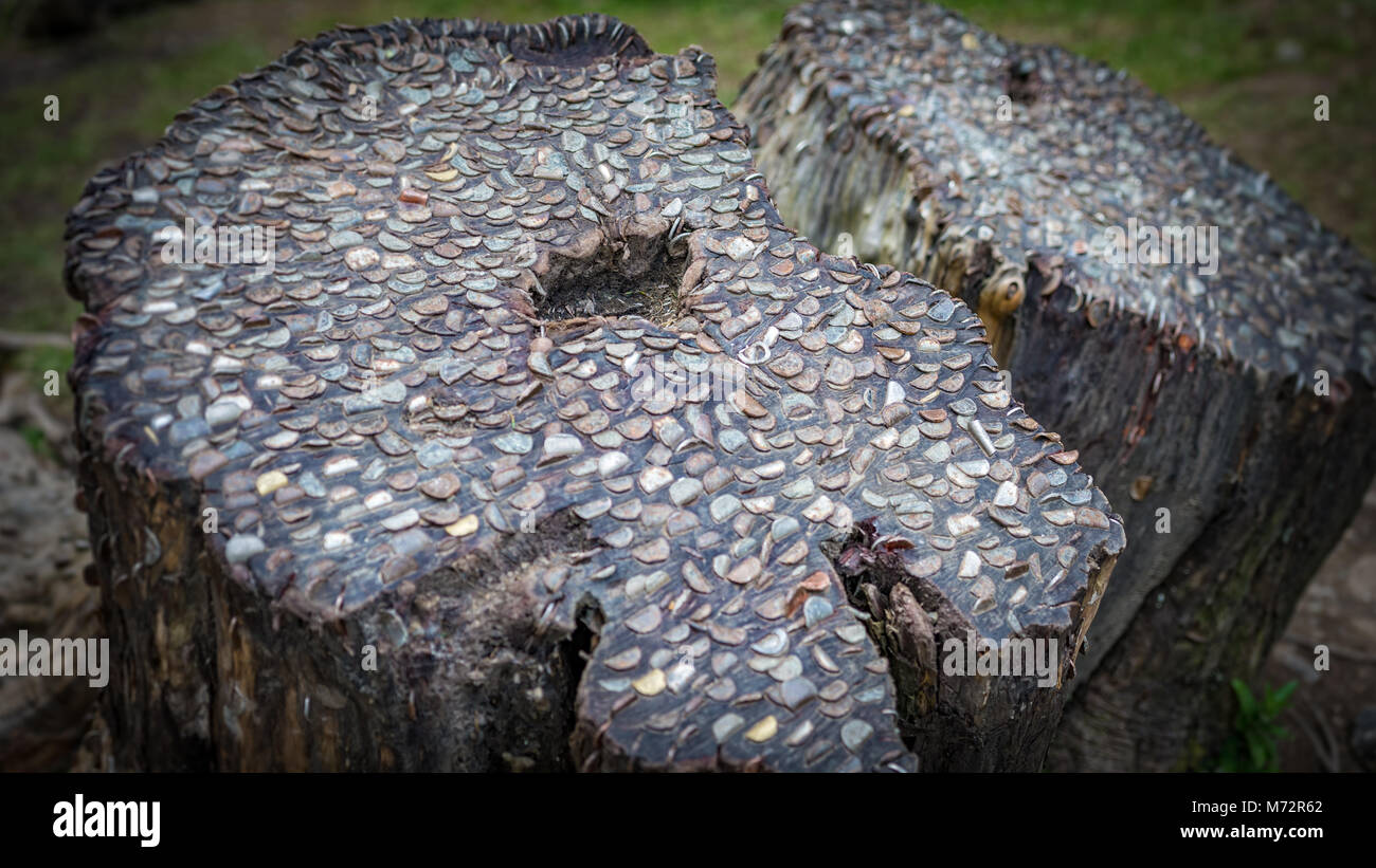 Coins martelés dans les troncs des arbres en Cumbria, Lake District Banque D'Images