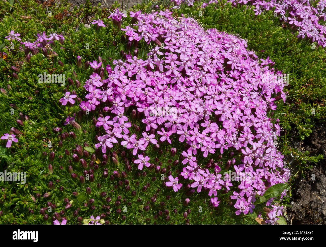 Le silène acaule (Silene acaulis) . De minuscules fleurs roses fleurs près du sol sur une mousse dense comme vert-coussin. Banque D'Images