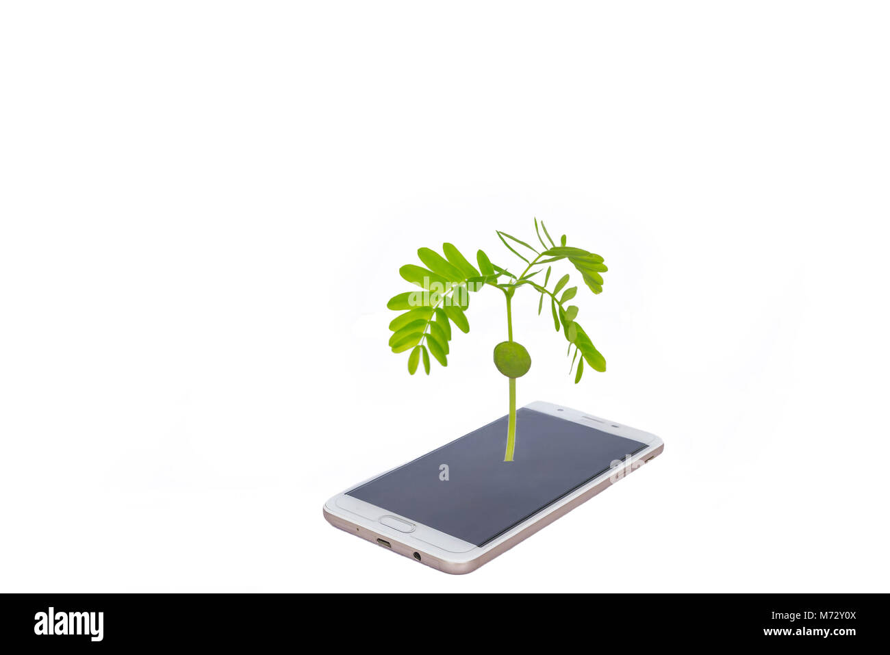 Résumé Le tamarin, date de semis, les Indiens, les germes de haricot vert, stade végétatif de la plante, le nouvel espoir grandissant sur smartphone avec l'whit Banque D'Images