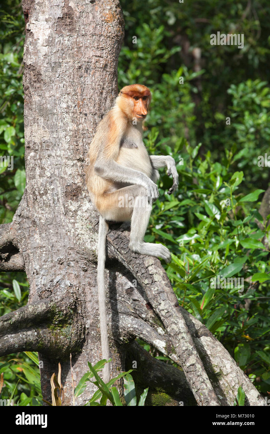 Proboscis Monkey (Nasalis larvatus) femelle assise sur la racine de l'arbre dans la forêt côtière de mangrove de Bornean Banque D'Images