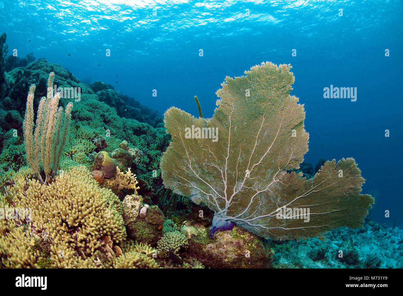 Les récifs coralliens des Caraïbes en bonne santé avec un géant seafan (Gorgonia ventalina), Curaçao, Antilles néerlandaises, Caraïbes, mer des Caraïbes Banque D'Images