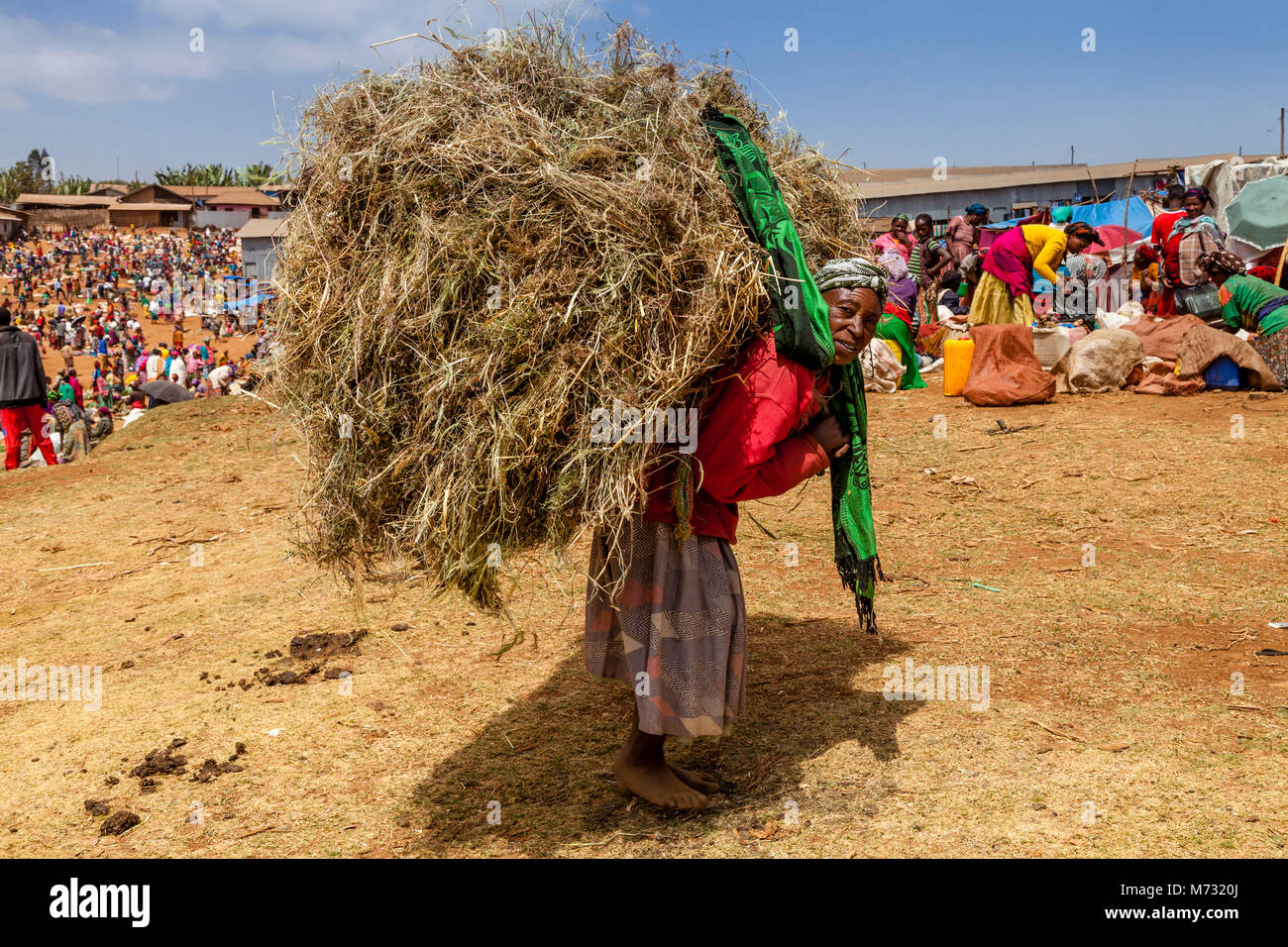 Une femme arrive au fameux marché du samedi matin dans le village de Chencha Dorze transportant de la paille, Gugé Montagnes, Zone Gamo Gofa, Ethiopie Banque D'Images