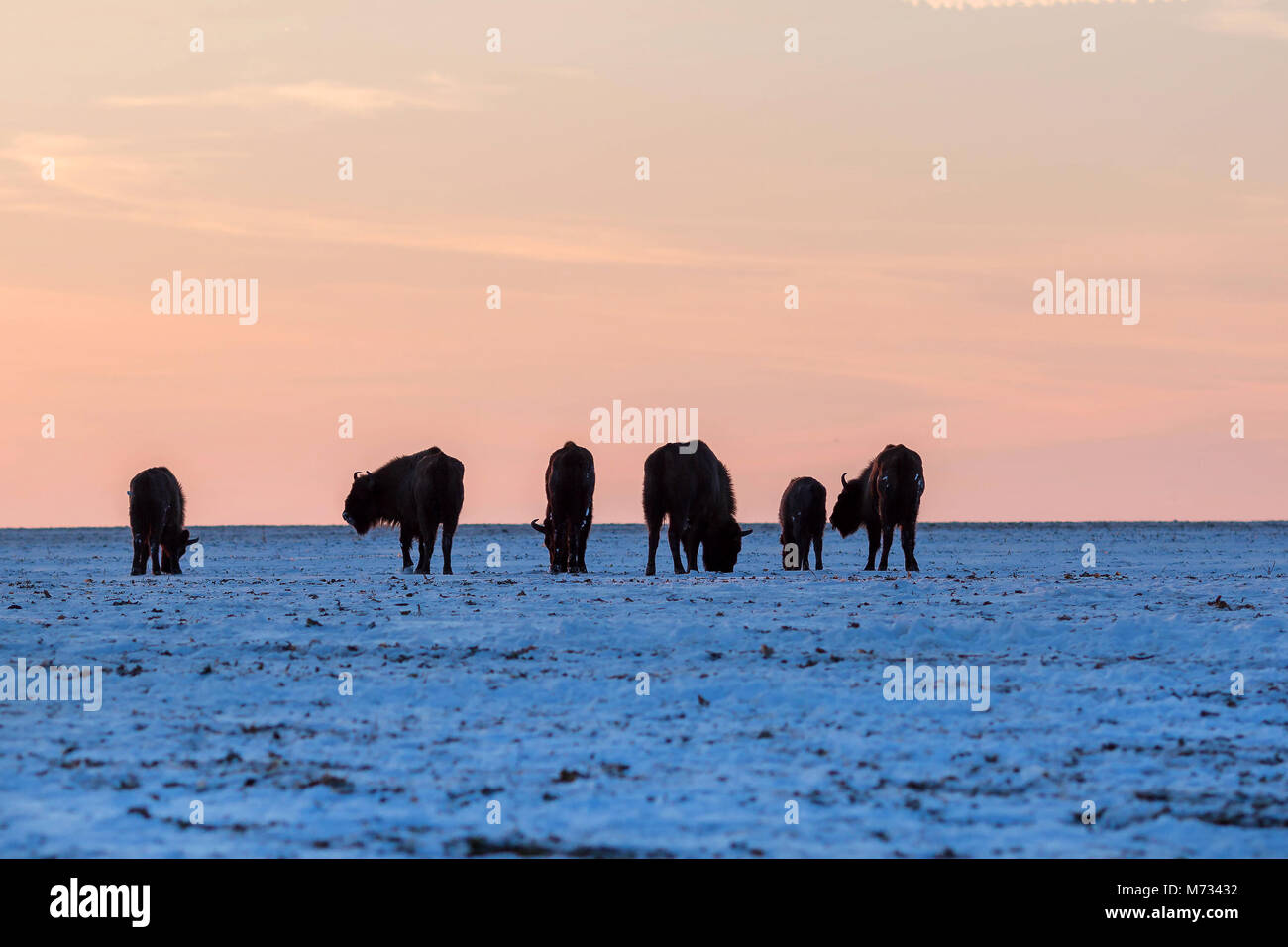 Troupeau de bisons sauvages dans la lumière au coucher du soleil Banque D'Images