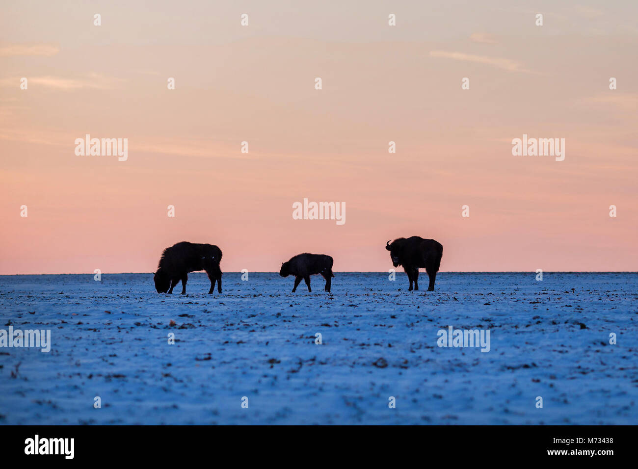 Trois bisons sauvages dans la lumière au coucher du soleil Banque D'Images