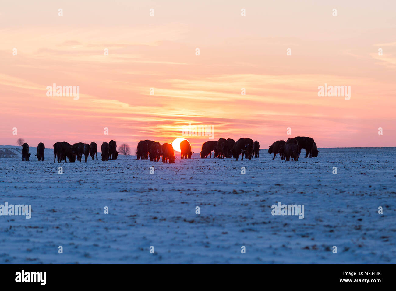 Troupeau de bisons sauvages dans la lumière au coucher du soleil Banque D'Images