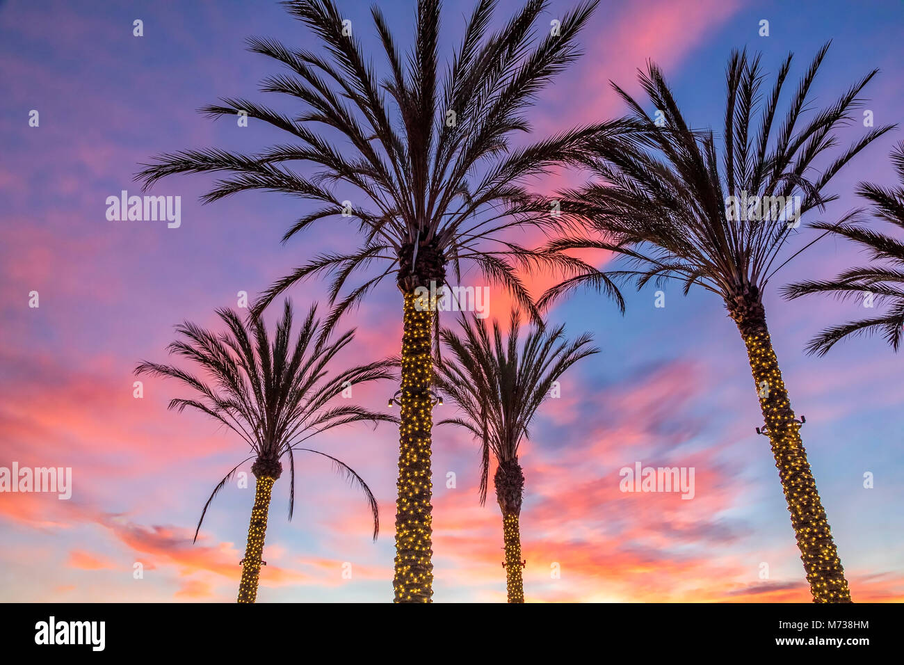 Vue du coucher de soleil avec des palmiers à La Jolla, Californie Banque D'Images