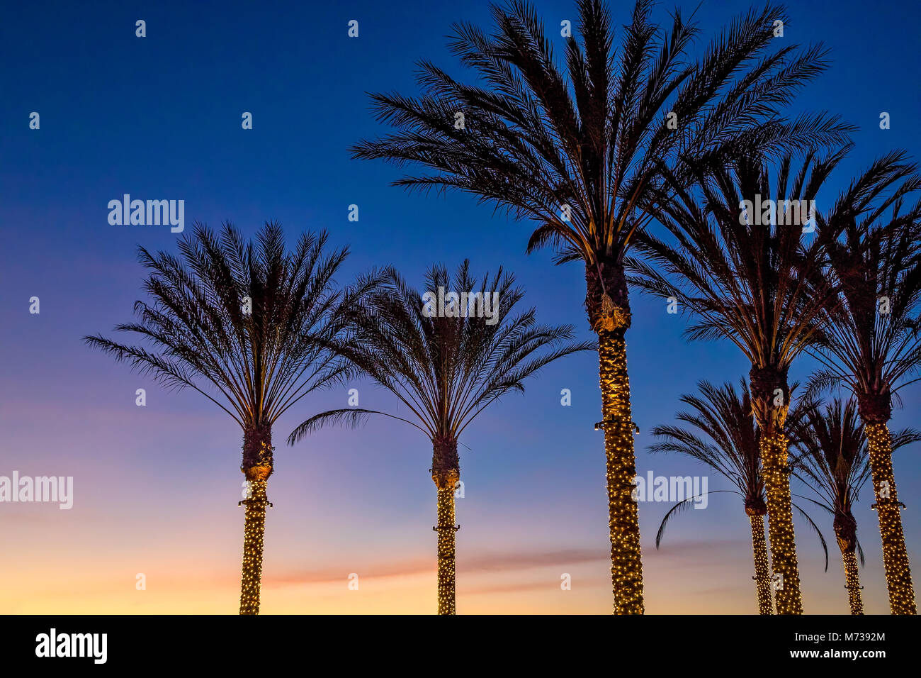 Courts de palmiers à La Jolla, Californie Banque D'Images