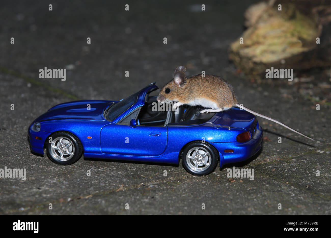Une souris en bois (Apodemus sylvaticus) debout sur un modèle de voiture dans un jardin anglais. Banque D'Images
