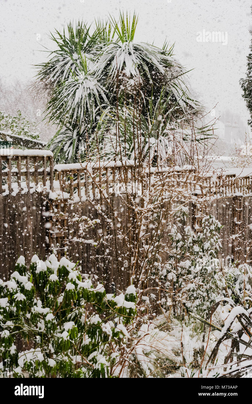 Jardin d'Essex avec une couverture de neige, au cours d'une très forte averse de neige. Banque D'Images