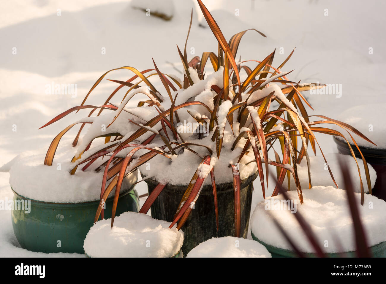 Un pot avec une couche de neige lourde, certains dommages se produisent par temps froid. Banque D'Images