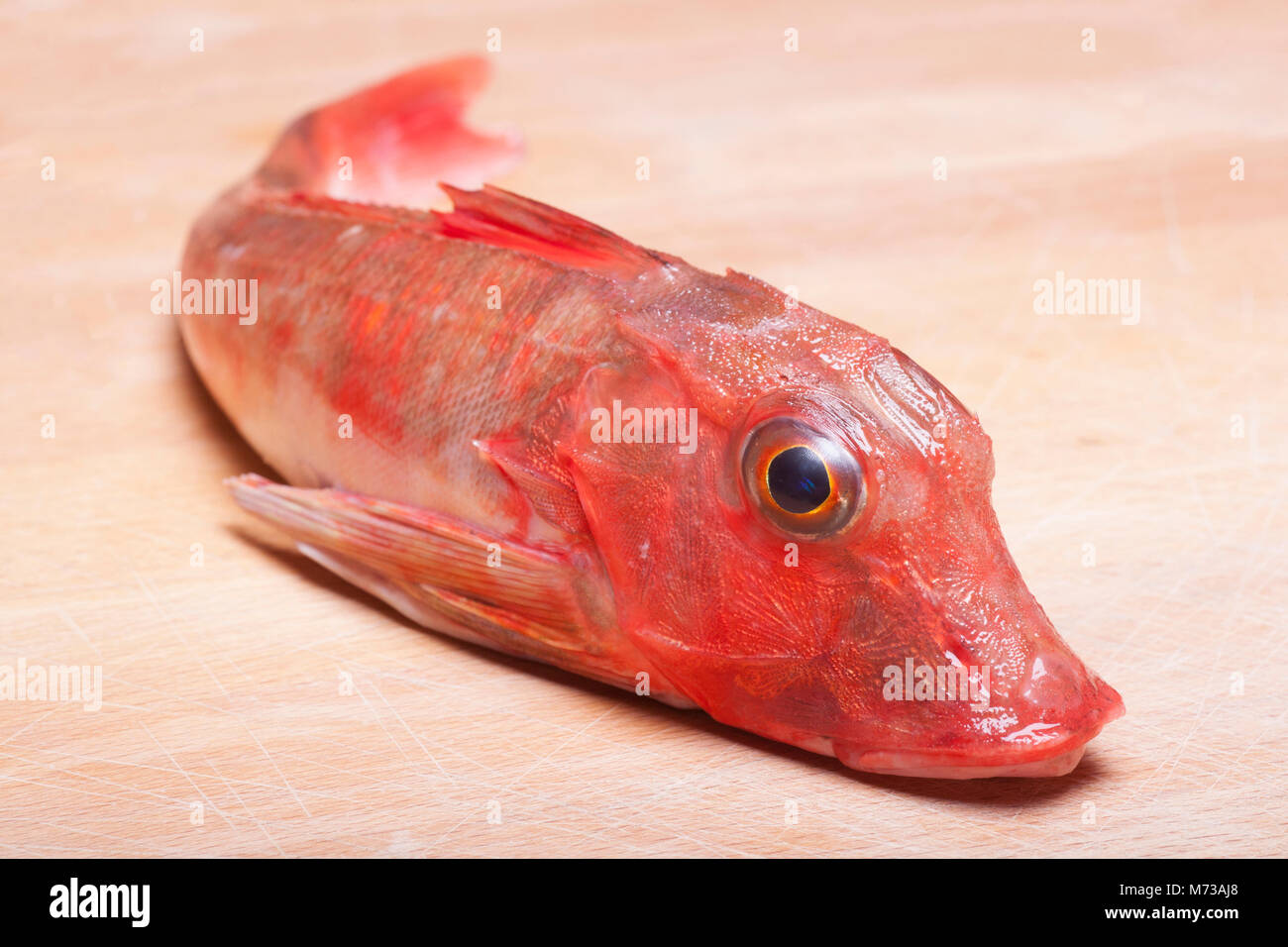 Le grondin rouge-Chelidonichthys cuculus-pris à partir de la plage de Chesil Dorset UK. Il manque la turquoise/bleu pectorales du grondin. Banque D'Images