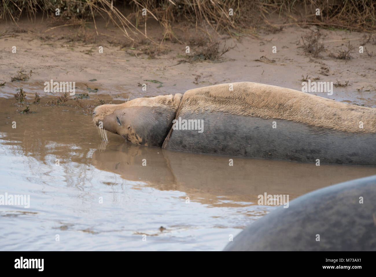 Donna Nook, Lincolnshire, ANGLETERRE - 15 novembre : une ligne du mouillé au sec dans une fourrure de phoque gris en tant qu'elle retourne dans l'eau le 15 novembre 2016 à Donna Nook Seal Sa Banque D'Images
