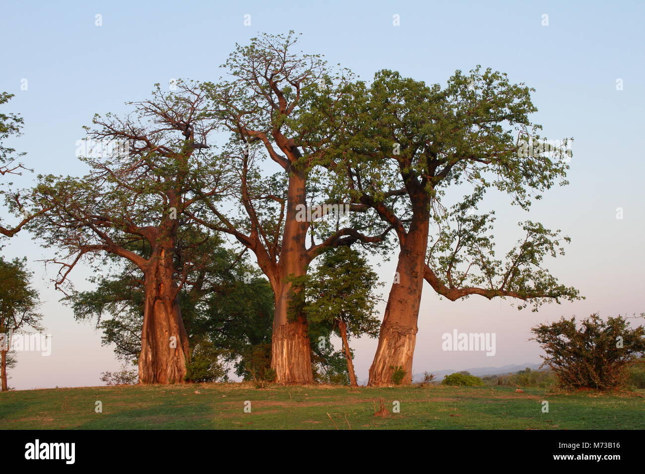 Baobab Banque D'Images