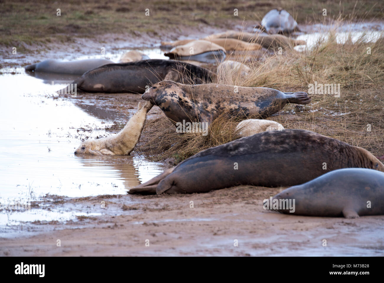 Ne Pas Nager Banque D Image Et Photos Alamy