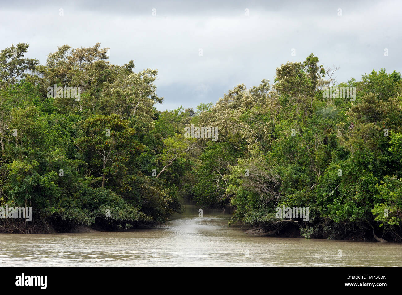 DHAKA, BANGLADESH - 03 octobre, 2011 : l'Organisation mondiale de la plus grande forêt de mangrove naturelle à Khulna, Bangladesh Sundarban. Banque D'Images