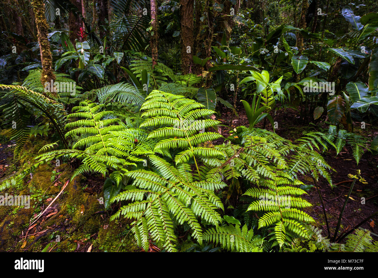 La végétation sur le sol de la forêt de nuages en parc national La Amistad, Chiriqui province, République du Panama. Banque D'Images