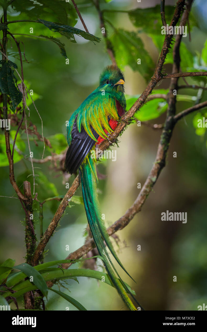 Panama faune avec un quetzal resplendent, Pharomachrus mocinno, dans la forêt nuageuse du parc national de la Amistad, province de Chiriqui, Panama. Banque D'Images