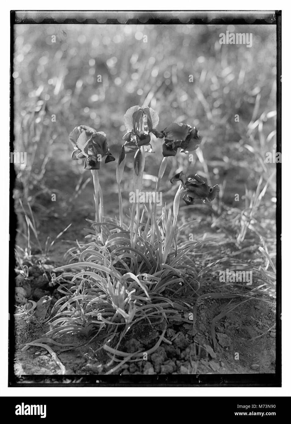 Cette photographie montre une variété de fleurs en Palestine, capturant la beauté naturelle de la flore de la région dans un cadre extérieur pittoresque. Banque D'Images