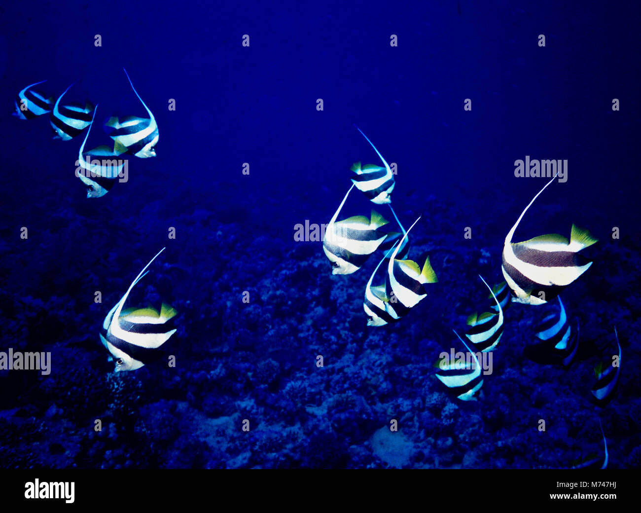 Ce groupe d'études adultes bannerfish (Heniochus diphreutes:15 cms.) était à la recherche de nourriture sur le zooplancton près d'un récif de corail. L'bannerfish partie du nom usuel est parce que l'avant de la nageoire dorsale est allongé et balaie l'arrière dans un long filament blanc - comme une bannière. L'espèce est répandue dans la région indo-pacifique, y compris la mer Rouge et le golfe Persique. Alors que les juvéniles restent près du fond, où ils agissent parfois comme des poissons plus propres, les adultes se rassemblent en groupes importants plus haut dans la colonne d'eau, où ils passent la majeure partie de la journée à se nourrir. Photographié dans la mer Rouge Egyptienne. Banque D'Images
