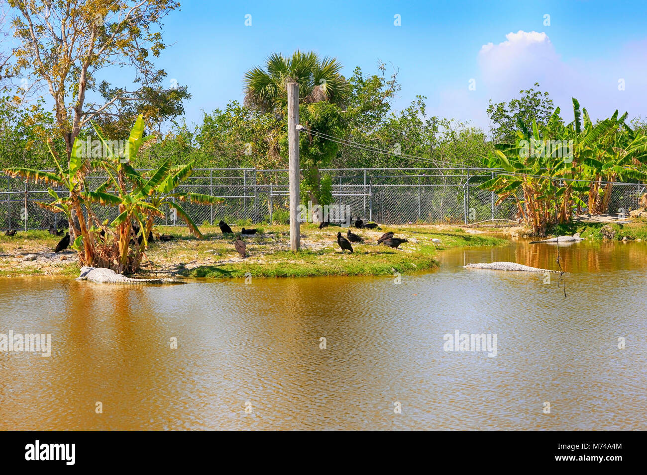 Gator farm situé juste à l'extérieur Ville Everglades en Floride USA Banque D'Images Gator farm situé juste à l'extérieur Ville Everglades en Floride USA Banque D'Images